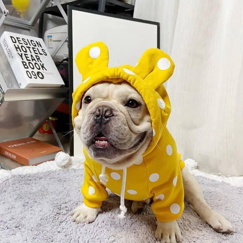 Corgi Winter Apparel and Accessories for Dogs